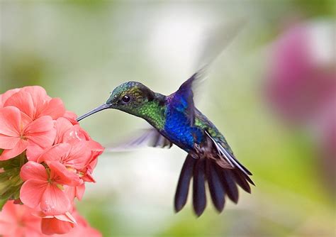  L'Envolée du Colibri: Une Ode à la Liberté et aux Couleurs Vibrantes