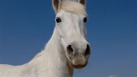 Le Cheval blanc d'Usta Selim: Un chef-d’œuvre en miniature d’une érudition extraordinaire !