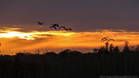 Cranes at Sunset Over a Bridge! Unmasking Tranquility and Majestic Beauty